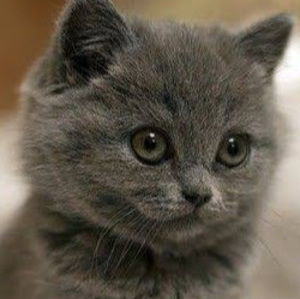 Meet your Posher, Chloe